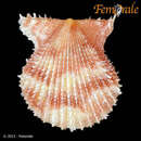 Image of <i>Lindapecten exasperatum</i> (Sowerby 1842)