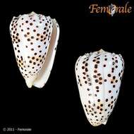 Image of cone snails