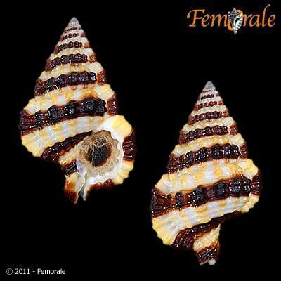 Image of Gyrineum Link 1807
