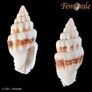 Image de Turbinelloidea Rafinesque 1815