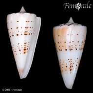 Image of cone snails