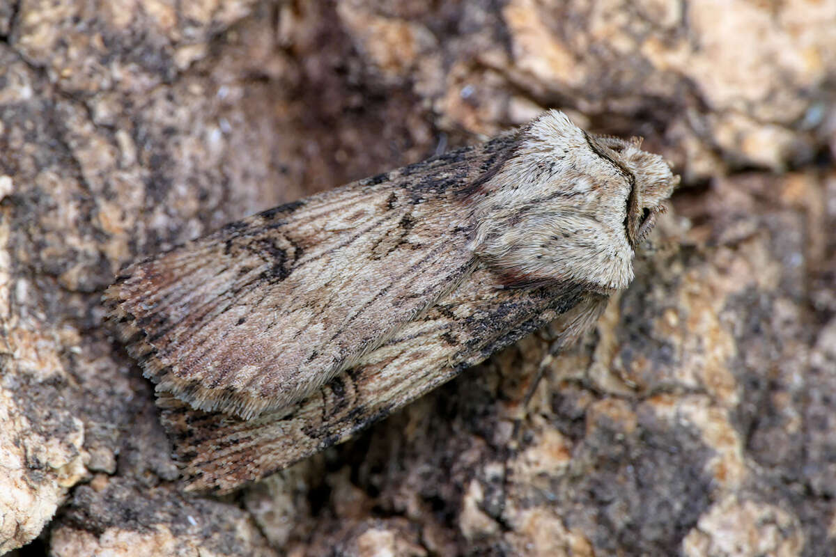 Image of shuttle-shaped dart