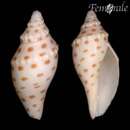 Sivun Scaphella robusta marionae (Pilsbry & Olsson 1953) kuva