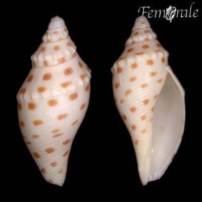 Image of Scaphella robusta (Dall 1889)