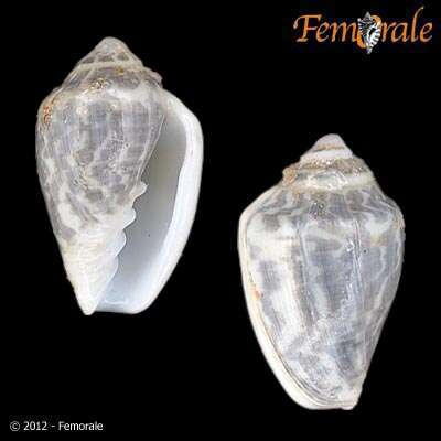 Image de Marginella Lamarck 1799