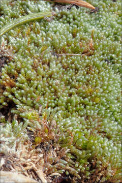 Image of silvergreen bryum moss