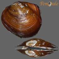 Image of Hyrioidea