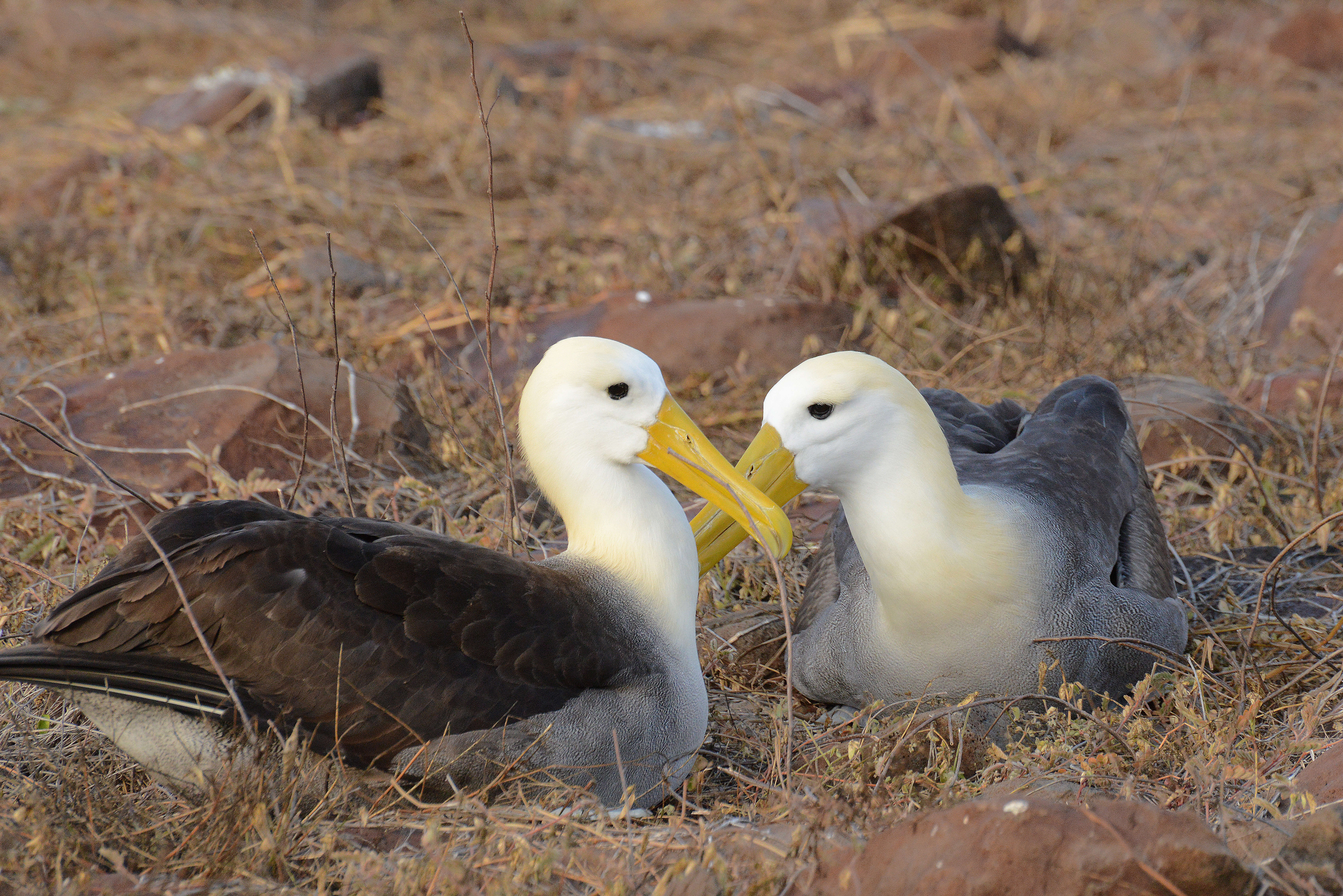 Image of Waved Albatross