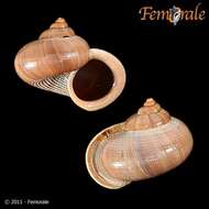 صورة Pomatiidae