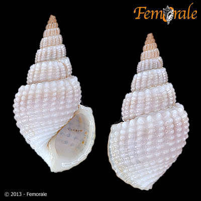 Image of Paludomidae