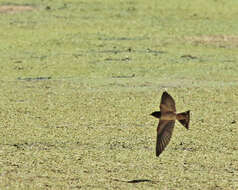 Image of Hirundo Linnaeus 1758