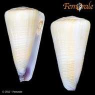 Image of cone snails