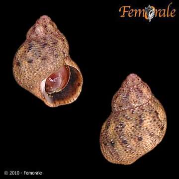 Image of pheasant shells