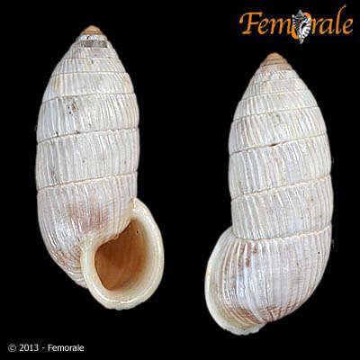 Image of Cerionidae