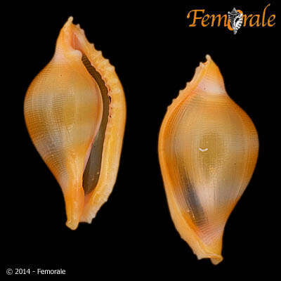 Image of An order of snails