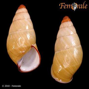 Image of bush snails