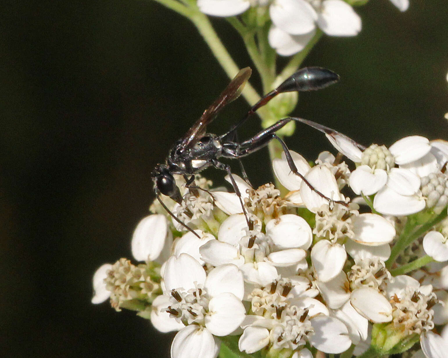 Image of Eremnophila Menke 1964