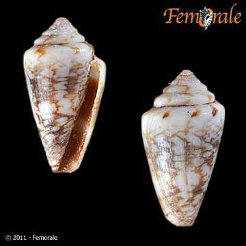 Image de Conus felitae Rolán 1990