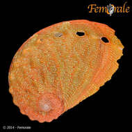 Image of Haliotis pourtalesii Dall 1881