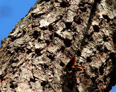 Image of Red Admiral