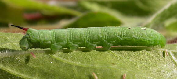 Image of elephant hawk-moth