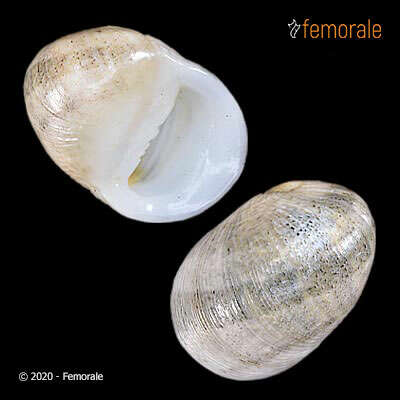 Image of polished nerite