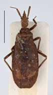 Image of Tribelocephala immunda Miller 1956