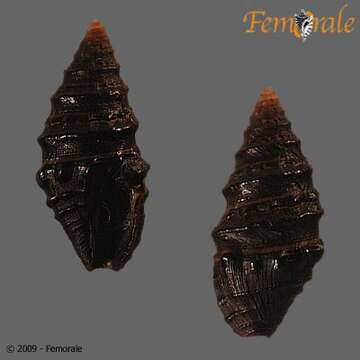 Image de Pseudomelatomidae J. P. E. Morrison 1966