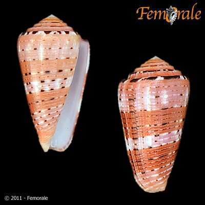 Image of cone snails