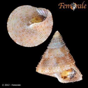 صورة Calliostomatidae Thiele 1924