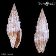 Image of Turbinelloidea Rafinesque 1815