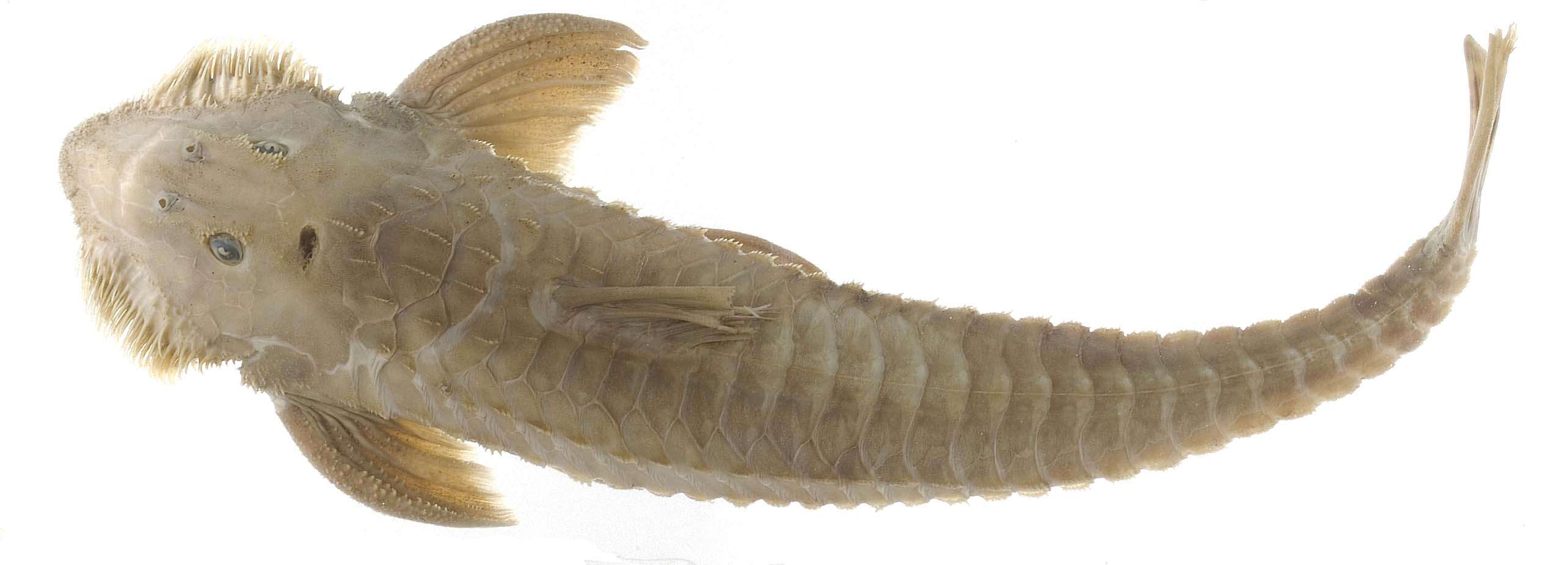 Image of loricariid catfish