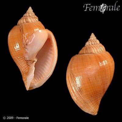 Image of nutmeg shells