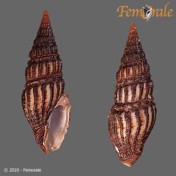 Pseudomelatomidae J. P. E. Morrison 1966的圖片