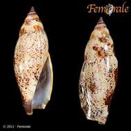 Image of Strombus Linnaeus 1758