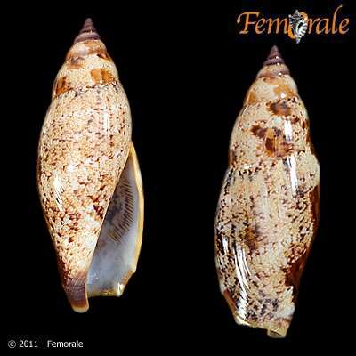 Image of Strombus Linnaeus 1758