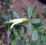 Image of Correa glabra Lindl.