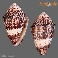 Image of cone snails