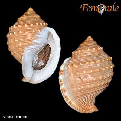 Image of helmet shells