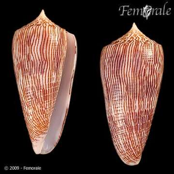 Image of Conus kuroharai (Habe 1965)