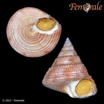 Calliostomatidae Thiele 1924的圖片