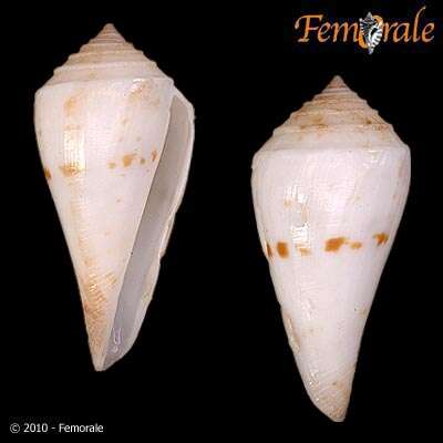 Image of Conasprella Thiele 1929