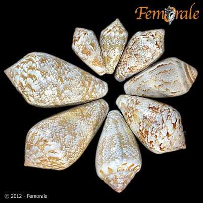 Image of cone snails