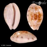 صورة Cypraea latior Melvill 1888