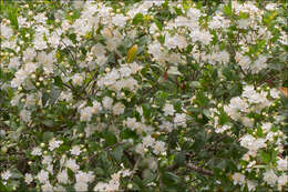 Myrtus communis subsp. communis resmi