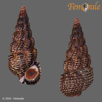 Image of unclassified Gastropoda