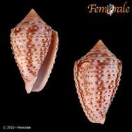 Image of Conasprella Thiele 1929