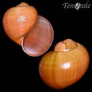 <i>Pomacea lineata</i> Spix 1827 resmi