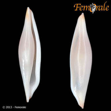 Image of Spindle Cowries