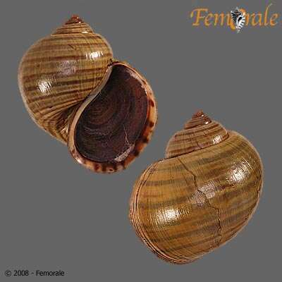 <i>Pomacea lineata</i> Spix 1827 resmi